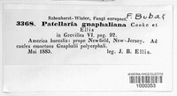 Pyrenopeziza gnaphaliana image